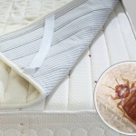 Най-добрите методи за унищожаване на дървеници и превенция от тях