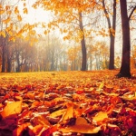 Предстоящи събития в страната на 11 ноември 2022 г.