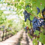 Защо наши работници берат грозде във Франция