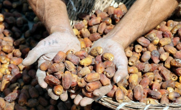 Изменението на климата доведе до намаляване на производството на фурми