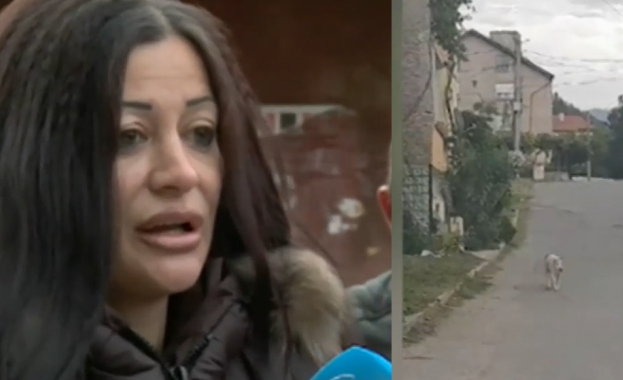 Страх и паника в квартал в Дупница заради питбули, които