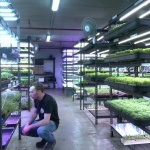 Изградиха ферма в подземен паркинг в Сидни