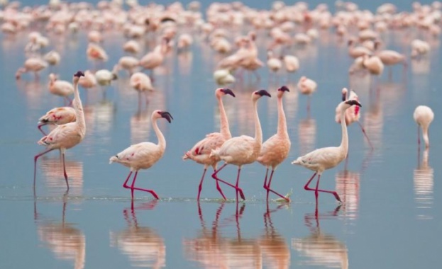 Един от най любопитните представители на птиците у нас папуняк