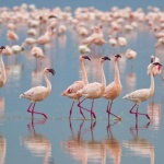 Хиляди фламинги ще зимуват край бургаските езера