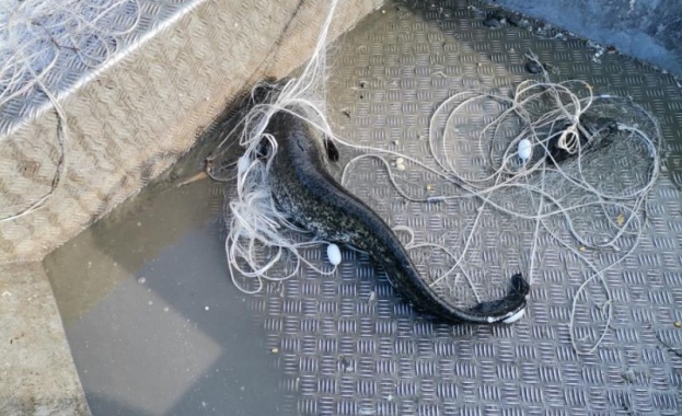 Над 1 км мрежи бяха извадени от язовир Мандра След получен