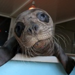 Осиротяло тюленче беше прехвърлено от Крит в Атина