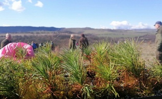 МЗ започва традиционната продажба на живи елхи