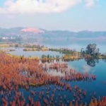 Застрашените видове на Земята вече са над 40 000