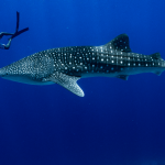 Водолази спасиха китова акула, попаднала в капан 