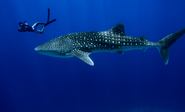 Водолази спасиха попаднала в капана на десетки мрежи китова акула
