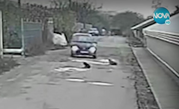 Непредизвикана агресия към кучета Случаят е от Русе Зрител на