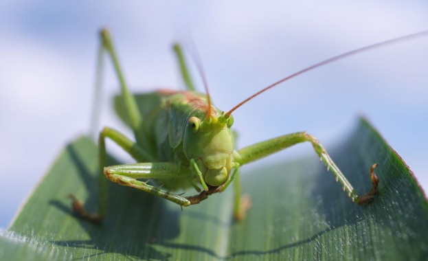 Най малко един трилион насекоми се убиват годишно за храна и