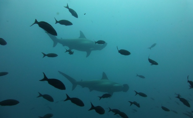 Учени откриха на Галапагоските острови място, където се размножават застрашените акули чук
