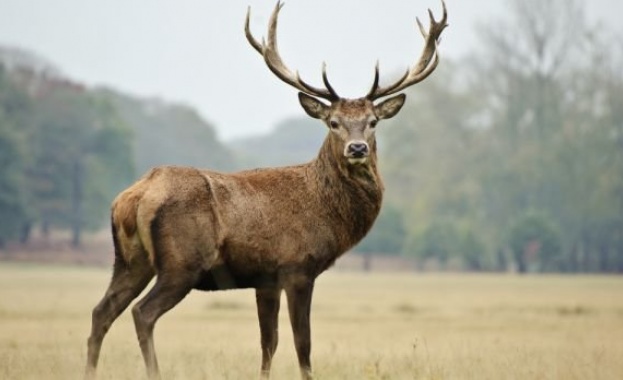 Пожарникари от Крумовград спасиха елен паднал в отводнителен канал съобщиха