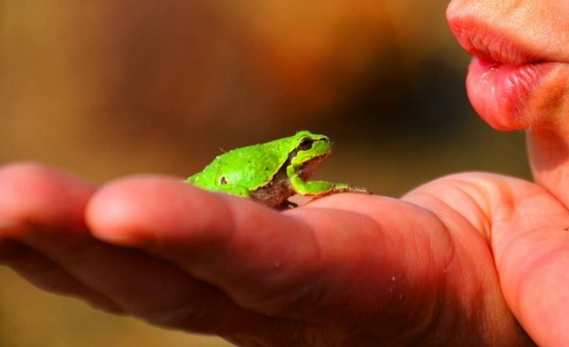 Някои жаби открити в Южна и Централна Америка имат рядката