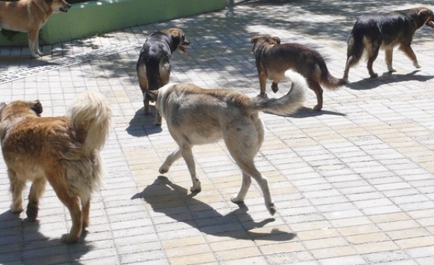 Бездомни кучета нападнаха човек в Перник Кадри от случката са