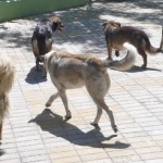 Бездомни кучета нападат пешеходци в Пловдив