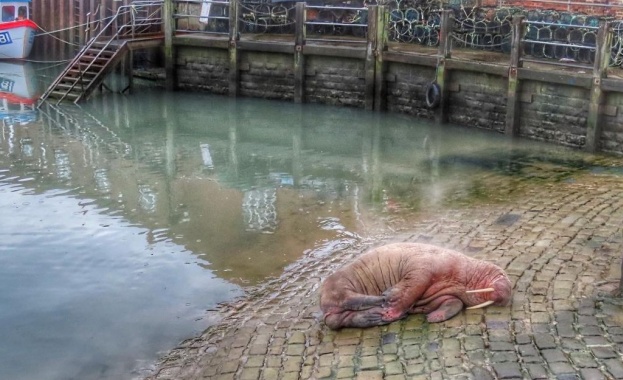 Жителите на британския крайбрежен град Скарбъро Северен Йоркшър отпразнуваха Нова