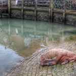 Британски град отмени новогодишните фойерверки заради морж