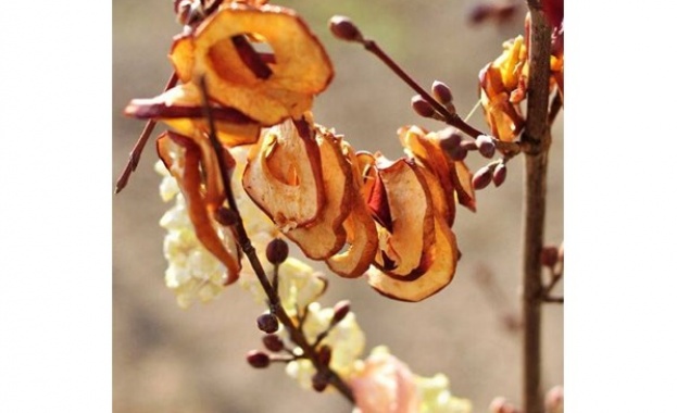 На 1 януари православната ни църква отбелязва както Обрезание Господне