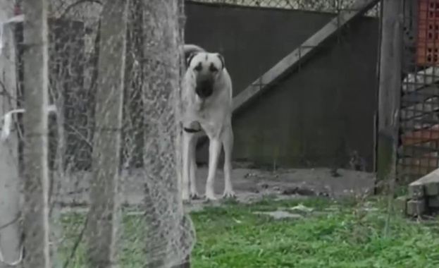 12 годишно дете е нападнато и зверски нахапано от домашни кучета