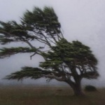 На над 15 сигнала за аварии, причинени от силния вятър, са реагирали пожарникарите в Перник