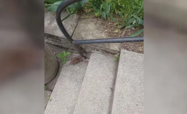 Мишки и мръсни стаи в болницата във Видин