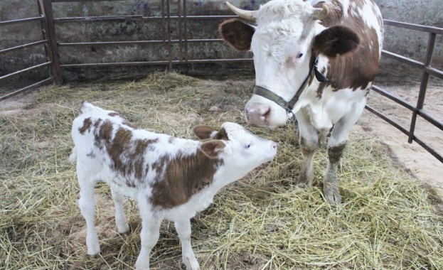 Клонирана крава даде потомство за първи път в Русия съобщи