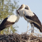 Щъркели посред зима изненадаха хората в Източните Родопи