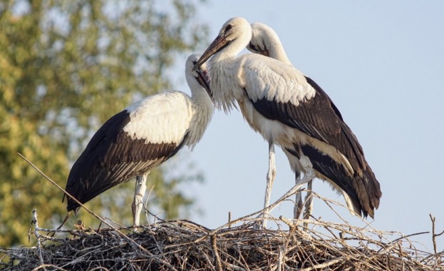 Щъркелова двойка започна изграждането на гнездо върху стълб от електрическата