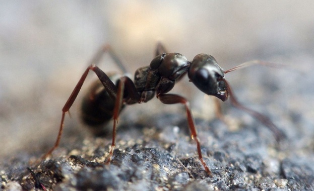 Мравките няма да се адаптират към повишените температури