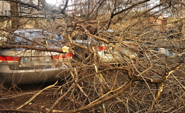 Четири момичета на 12 и на 13 години са приети