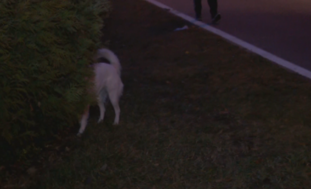 Неправителствена организация за защита на животните алармира за случаи на