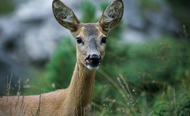 Пожарникари спасиха бедстваща сърна в р Черна в пределите на