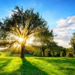 Беше пролет и дърветата...