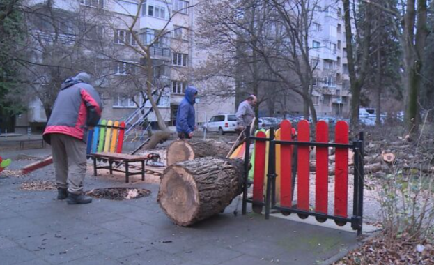 Голямо дърво падна върху детска площадка в София, съобщи бТВ.