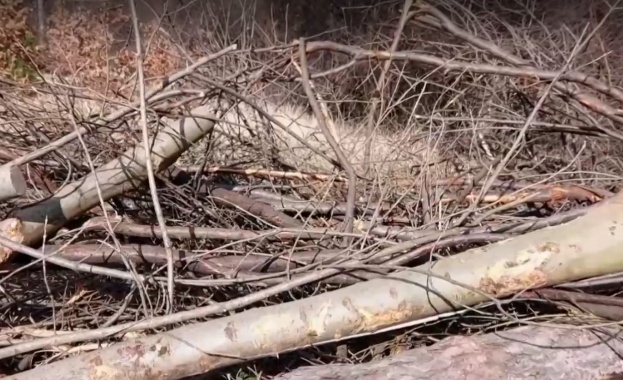 Незаконна сеч в Борисовата градина в София 20 дървета са