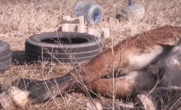 Кон в безпомощно състояние дни наред лежи в мъки в