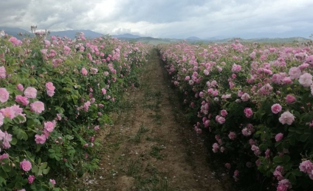 Ще унищожи ли ЕК вековен български бранш Този въпрос си