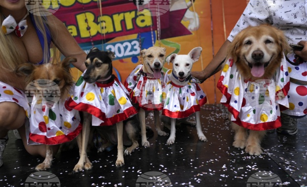 Десетки кучета в костюми дефилираха в Рио де Жанейро преди