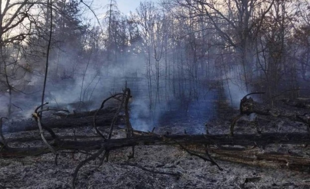 Близо 5 часа огнеборци горски служители и доброволци гасиха пожар