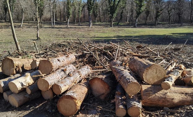 Стотици дървета са изсечени в парк Кайлъка в Плевен заради