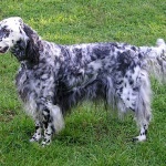 Английски сетер е признат за кучето с най-дългия език в света  
