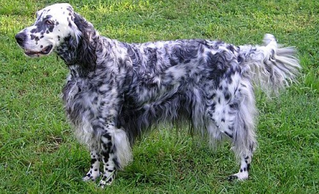 Английски сетер е признат за кучето с най-дългия език в света  