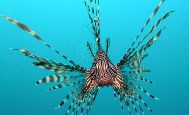 Едни от най отровните риби на планетата попълват колекцията на Природонаучния