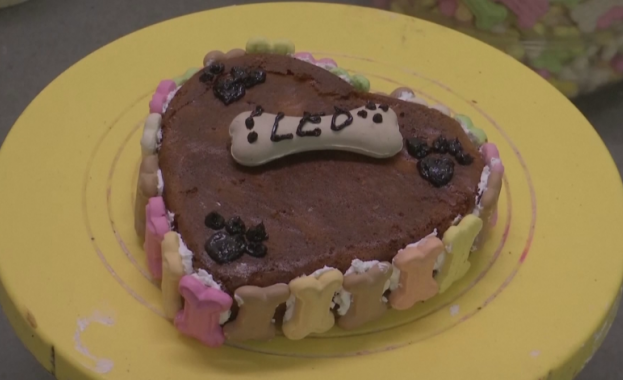 Ресторант за кучета отвори врати в Индия Заведението се намира