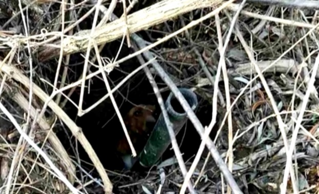 Поредна жестокост към животно Мъже спасиха затрупано и изоставено в