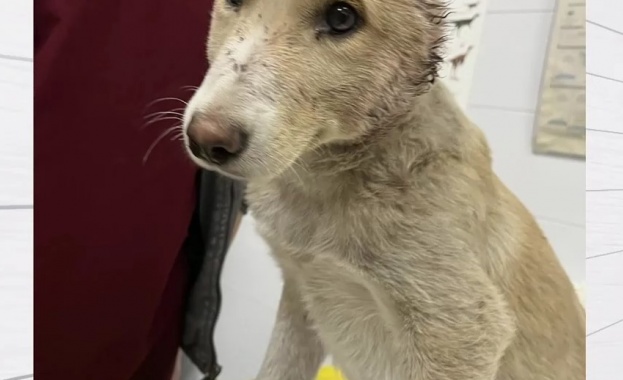 Нов испански закон за хуманно отношение към животните влязъл в