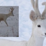 Бял сръндак се появи в Родопите