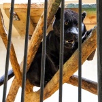 Два черни ягуара вече живеят в Софийския зоопарк